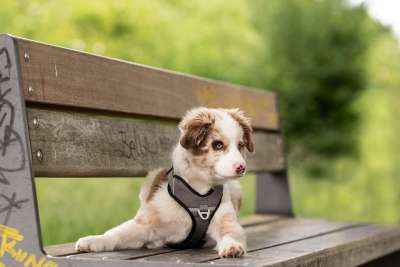 澳大利亚牧羊犬 狗 小狗 宠物 动物 年轻的狗 国内的 犬类