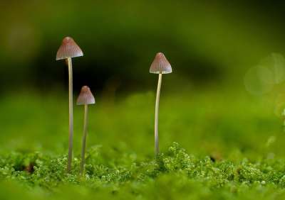 蘑菇 小蘑菇 海绵 苔藓 落下 迷你蘑菇 木耳 森林蘑菇