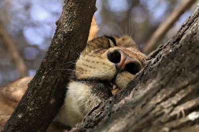 狮子 睡觉 捕食者 哺乳动物 猫 自然 棕色的睡眠 棕色狮子