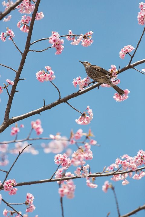 樱花 鸟 花朵 春天 分行 坐 树枝 公园 自然 樱花 樱花