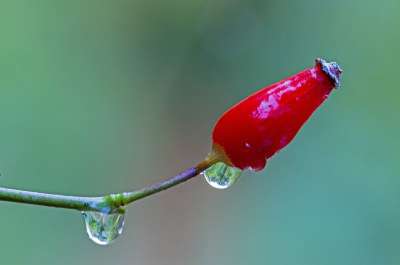 灌木玫瑰 玫瑰果 红色的 雨 玫瑰 狗玫瑰 秋季水果 水果 水滴