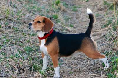 狗 走 宠物 比格犬 品种 橙色的 爪子 尾巴 海 所有者