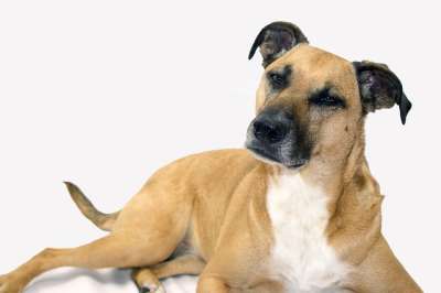 黑嘴Cur 可爱的 狗 救援犬