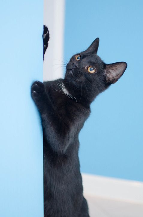 猫 黑猫 猫在看 家猫 一个整齐干净的猫 达乔维茨 普通猫