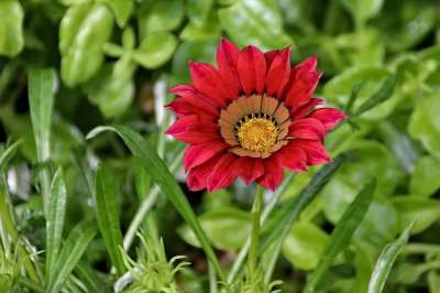 花 盛开 Gazánie 红色的 工厂 花园 温室 绿色 植物群