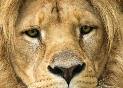 狮子 野猫 看 捕食者 非洲 鬃毛 苹果浏览器 动物园 野生