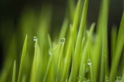 草 植物 露 露滴 湿的 树叶 绿色 自然 雨滴 散景 特写