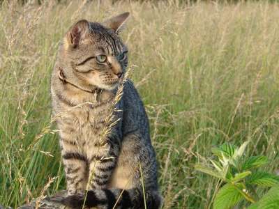 猫 看 猫科动物 动物 老虎 有条纹的 坐在 外面 领域 草药