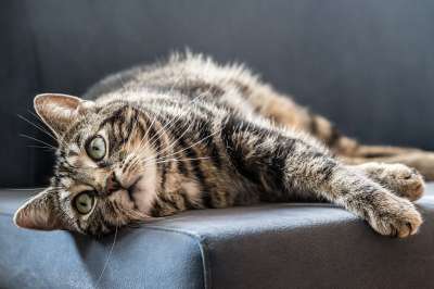 猫 灰色的 家猫 放松 家畜 灰色毛皮