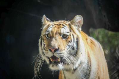 老虎 动物 野生动物 大猫 野生猫 捕食者 哺乳动物 自然 特写