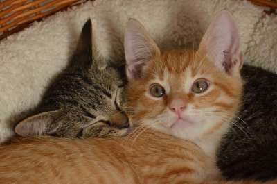 猫咪 小猫 青年 宠物 虎斑猫 红色 一起 篮子