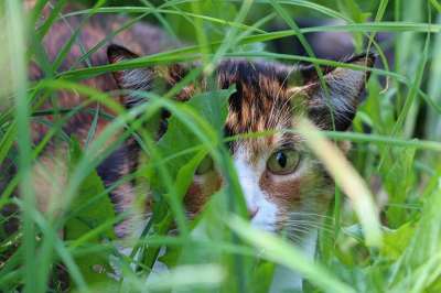猫 国内动物 草 户外 动物 国内的猫 哺乳动物 猫科动物 宠物