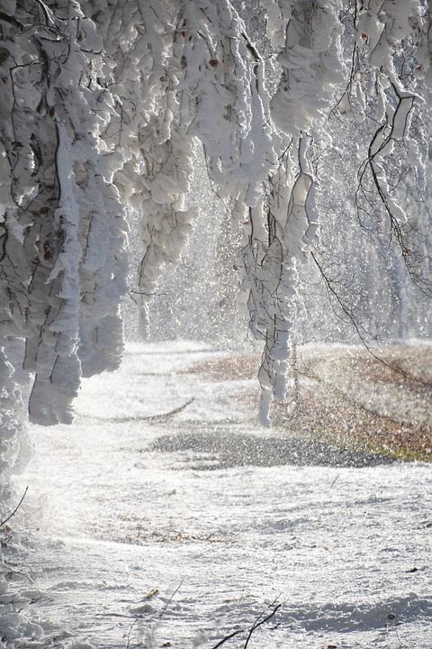 雪 分行 冬天 白色的 霜 冬季魔法