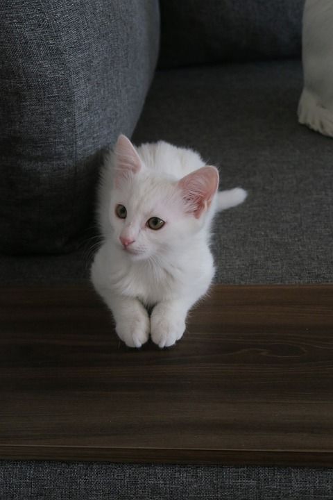 猫 婴儿 动物 哺乳动物 自然 可爱