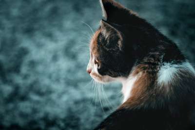 猫咪 动物医院 肖像 哺乳动物 捕食者 毛皮 小猫 可爱的