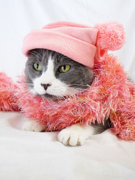 猫 宠物 动物 国内的 猫科动物 哺乳动物