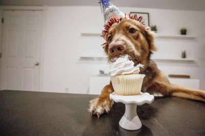 生日快乐 生日快樂 小狗 狗 庆祝 动物 可爱的 犬类 甜的