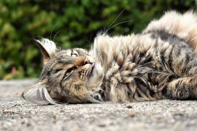 猫 动物 肖像 可爱的 头 野猫 森林猫 邻居的猫 脸 猫肖像