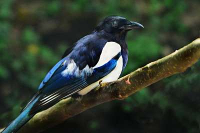 鹊 鸟 动物 Corvidae 羽毛 喙 野生动物 坐 枝杈