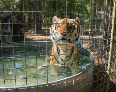 老虎 救援 浴 猫 野生动物 动物 自然 户外 捕食者 可爱的