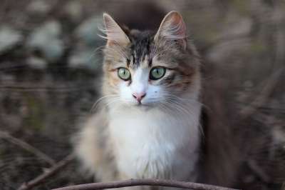 那只猫 猫似的 有色 动物 看 美丽