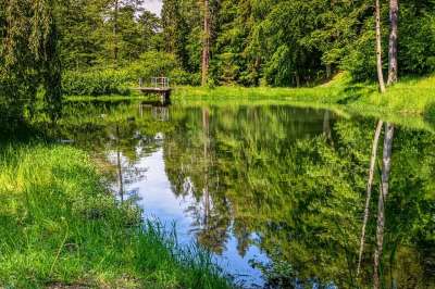 Waldsee 森林 湖 池塘 自然 景观 绿色 蓝色的 水
