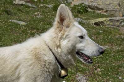 牧羊犬 狼狗 白狗 动物 山 枪口 哺乳动物 狗肖像 动物世界