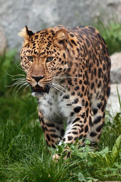 动物 大 食肉动物 猫 危险的 猫科动物 猎人 豹 看着