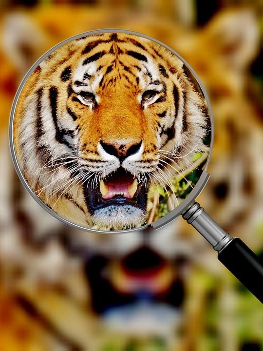 老虎 捕食者 毛皮 美丽的 危险的 大猫 野生动物