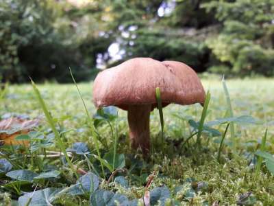 蘑菇 草地 特写 自然 收集 森林 落下
