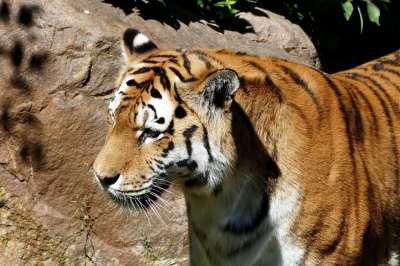 老虎 动物园 捕食者 野猫 危险的 食肉动物 大猫 怒吼