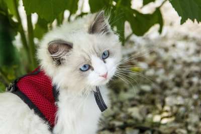 小猫 猫咪 猫 动物 宠物