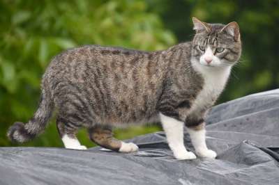 猫 猫科动物 动物肖像 胡同猫 欧洲猫 家猫 动物 肖像猫 可爱