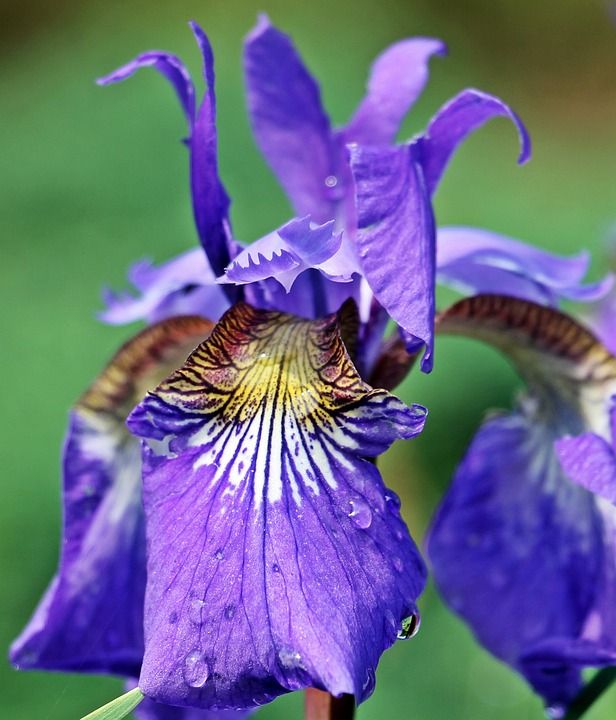 虹膜 剑百合 花 开花 紫色的小花 紫罗兰花 自然 花园 深紫色