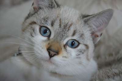 猫 小猫 猫看 蓝眼睛 家畜 婴儿的小猫 动物