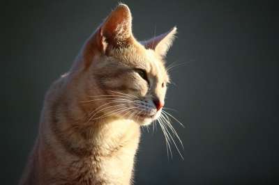 虎猫 猫 小猫 鲭鱼 品种猫 家猫 猫肖像 家畜