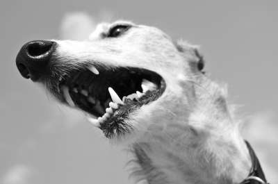 狗 动物 灵缇犬 西班牙灵缇犬 鼻子 牙齿 齿 狗的鼻子 家畜