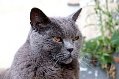 鲁斯 猫 宠物 灰猫 动物 国内的猫 猫科动物 哺乳动物 可爱的