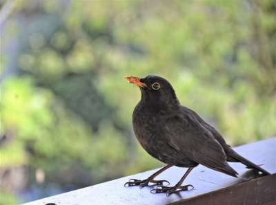 黑鸟 鸟 动物 Turdus 茹 麻雀鸟 黑色的 春天 羽毛 喙