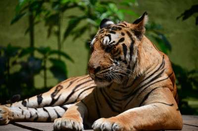 老虎 自然 野生动物 动物 猫 荒野 捕食者 食肉动物 条纹