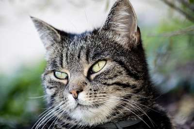 猫 哺乳动物 动物 野生动物 家猫 鲭鱼 肖像 关闭
