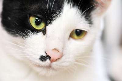 猫 动物 脸 老虎 黑色 白色 毛皮 危险 猫和 可爱的