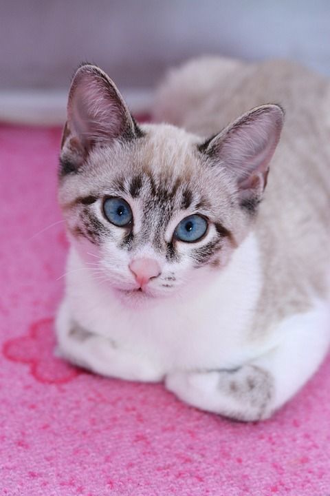 猫 泰国猫 暹罗 家畜 家猫 猫肖像 小猫 年轻的猫