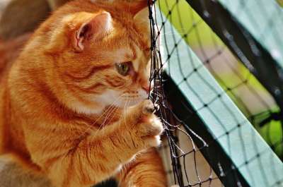 猫 宿醉 红色的 可爱的 鲭鱼 老虎 舒适 动物 家猫 毛皮