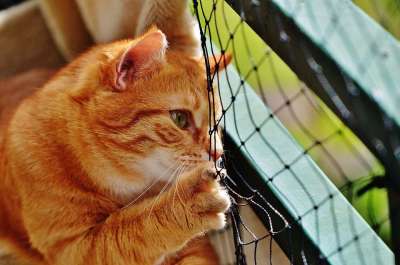 猫 宿醉 红色的 可爱的 鲭鱼 老虎 舒适 动物 家猫 毛皮