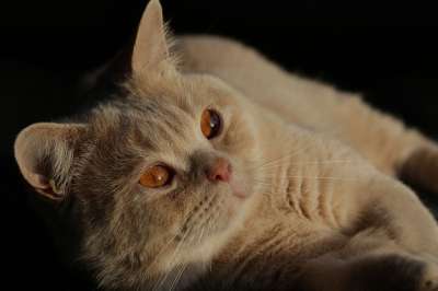 猫 小猫 英国短毛猫 毛皮 蓬松的 柔软的 动物 哺乳动物