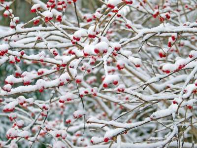 红色的 浆果 雪 冬天 自然 圣诞节 灰色雪