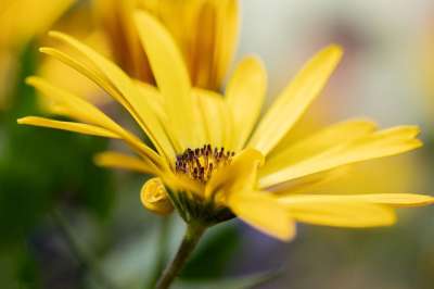 玛格丽特 黄色 花 开花 盛开 特写 花瓣 植物群 自然