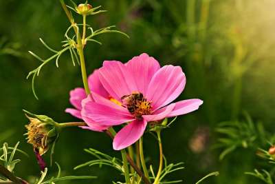 粉红色Cosmea 花 植物 蜜蜂 昆虫 授粉 花瓣 干 芽