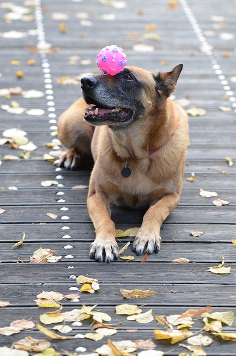 玛利诺犬 比利时牧羊犬 树叶 落下 细心 木桥 狗表演把戏 狗把戏